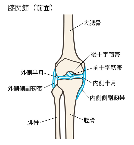 【裁断】膝靱帯手術のすべて 膝靱帯手術のすべて | 越智 光夫 |本 | 通販 | Amazon